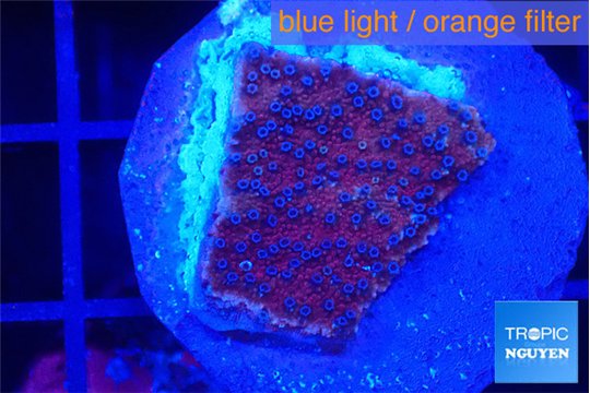 Montipora purple & blue polyps 2 cm WYSIWYG acclimaté