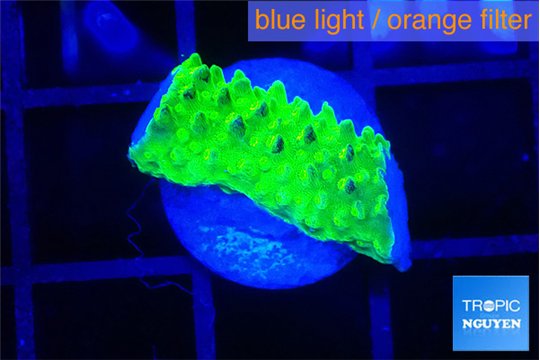Acropora green gold 2 cm WYSIWYG acclimaté