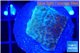 Montipora purple & blue polyps 2 cm WYSIWYG acclimaté