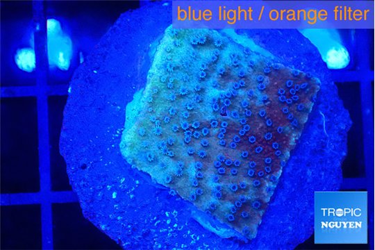 Montipora purple & blue polyps 2 cm WYSIWYG acclimaté