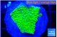 Acropora green gold 2 cm WYSIWYG acclimaté