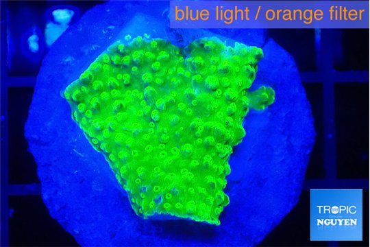 Acropora green gold 2 cm WYSIWYG acclimaté