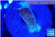 Montipora purple & blue polyps 1-2 cm WYSIWYG acclimaté