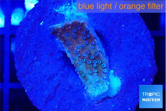 Montipora purple & blue polyps 1-2 cm WYSIWYG acclimaté