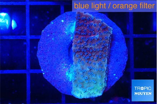 Montipora purple & blue polyps 2-3 cm WYSIWYG acclimaté