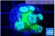 Duncanopsammia green 5-6 polyps WYSIWYG acclimaté