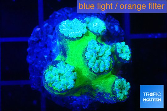 Duncanopsammia green 5-6 polyps WYSIWYG acclimaté