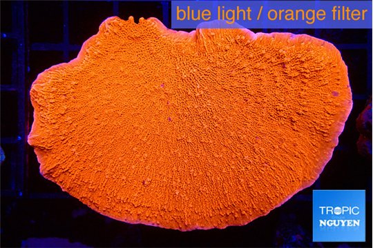Montipora red cap 5-7 cm WYSIWYG acclimaté