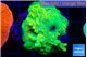 Acropora golden banana 4-5 cm WYSIWYG acclimaté