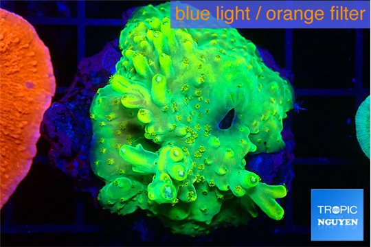 Acropora golden banana 4-5 cm WYSIWYG acclimaté