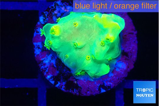 Acropora golden banana 1-2 cm WYSIWYG acclimaté