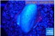 Sarcophython full neon green polyps Australia 1-2 cm WYSIWYG acclimaté