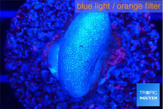 Sarcophython full neon green polyps Australia 1-2 cm WYSIWYG acclimaté