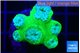 Duncanopsammia green 6 polyps WYSIWYG acclimaté