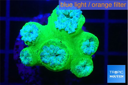 Duncanopsammia green 6 polyps WYSIWYG acclimaté