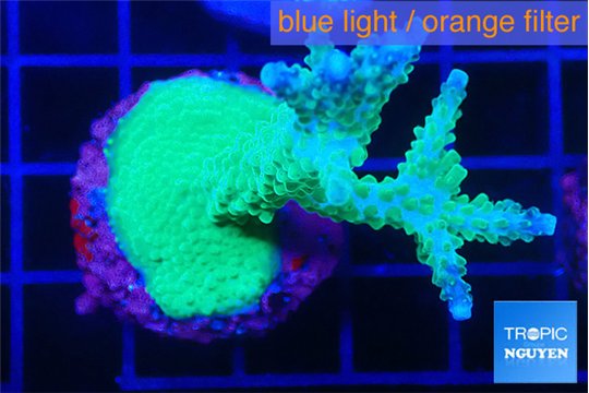 Acropora green purple 4-5 cm WYSIWYG acclimaté