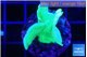 Pavona cactus green 2-3 cm WYSIWYG acclimaté