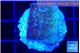 Montipora purple & blue polyps 2-3 cm WYSIWYG acclimaté