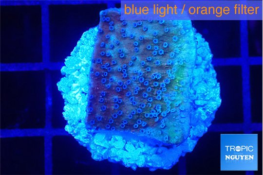 Montipora purple & blue polyps 2-3 cm WYSIWYG acclimaté
