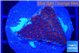Montipora purple & blue polyps 2-3 cm WYSIWYG acclimaté