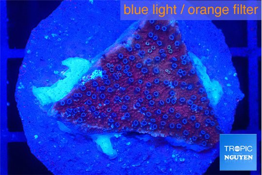 Montipora purple & blue polyps 2-3 cm WYSIWYG acclimaté