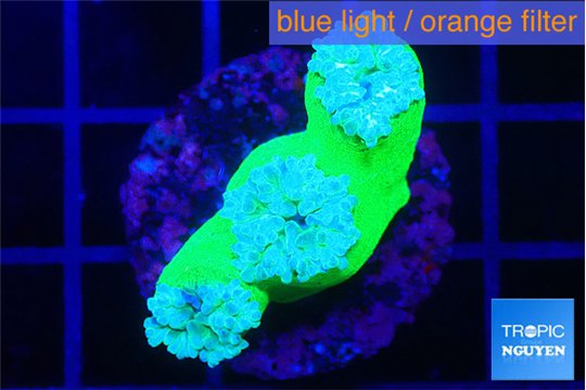 Duncanopsammia green 3 polyps WYSIWYG acclimaté