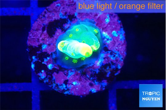 Acropora golden banana 1 cm WYSIWYG acclimaté