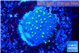 Sarcophython full neon green polyps Australia 2-3 cm WYSIWYG acclimaté