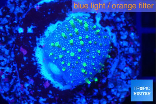 Sarcophython full neon green polyps Australia 2-3 cm WYSIWYG acclimaté