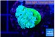 Duncanopsammia green 1 polyp WYSIWYG acclimaté
