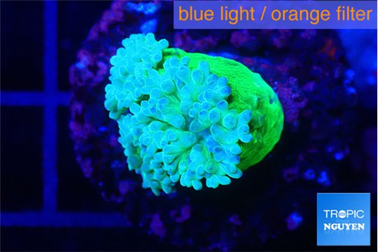 Duncanopsammia green 1 polyp WYSIWYG acclimaté