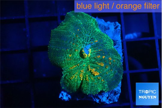 Rhodactis green & orange 3-4 cm WYSIWYG acclimaté
