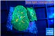 Rhodactis green & orange 2 polyps WYSIWYG acclimaté