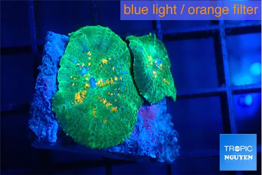 Rhodactis green & orange 2 polyps WYSIWYG acclimaté