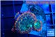 Rhodactis flash burn 3 polyps WYSIWYG acclimaté