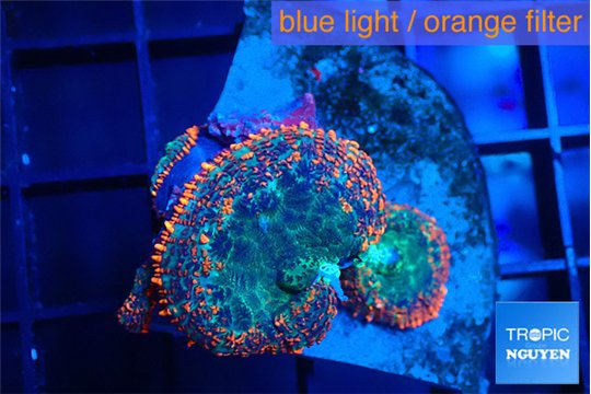 Rhodactis flash burn 3 polyps WYSIWYG acclimaté