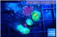 Rhodactis green gold small polyps 3 polyps WYSIWYG acclimaté