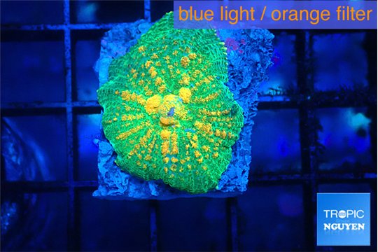 Rhodactis green & orange 1 polyp WYSIWYG acclimaté
