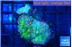 Ricordea yuma green purple 3 polyps WYSIWYG acclimaté