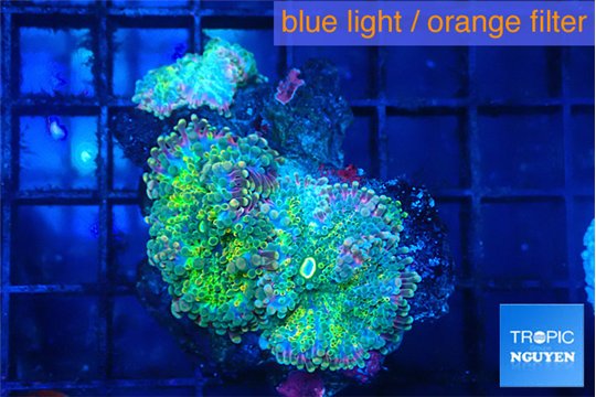 Ricordea yuma green purple 3 polyps WYSIWYG acclimaté