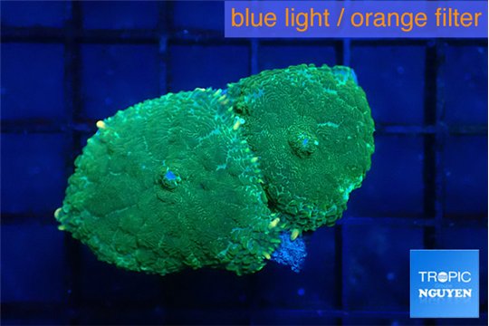 Rhodactis green gold 2 polyps WYSIWYG acclimaté