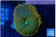 Rhodactis orange green premium 7-12 cm WYSIWYG acclimaté