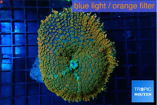 Rhodactis orange green premium 7-12 cm WYSIWYG acclimaté