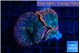 Rhodactis flash burn 2 polyps WYSIWYG acclimaté