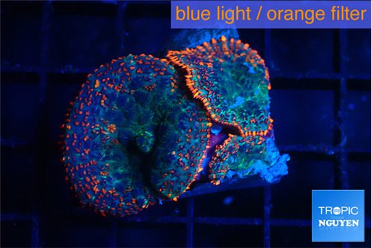 Rhodactis flash burn 2 polyps WYSIWYG acclimaté