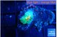 Rhodactis green gold small polyps 1 polyp WYSIWYG acclimaté