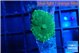 Rhodactis green gold small polyps 1 polyp WYSIWYG acclimaté