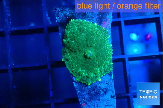 Rhodactis green gold small polyps 1 polyp WYSIWYG acclimaté
