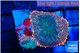 Rhodactis flash burn 2 polyps WYSIWYG acclimaté