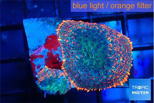 Rhodactis flash burn 2 polyps WYSIWYG acclimaté